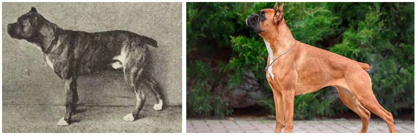 Uddybe afstand aldrig Fascinerende billeder af nogle hunderacers vilde forandring i løbet af 100  år