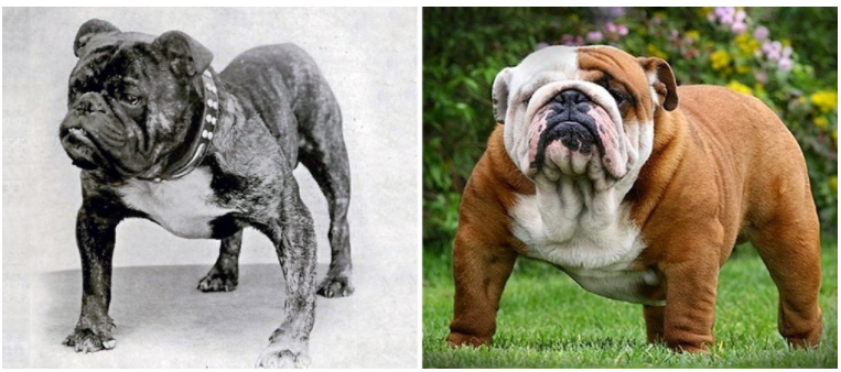 Uddybe afstand aldrig Fascinerende billeder af nogle hunderacers vilde forandring i løbet af 100  år